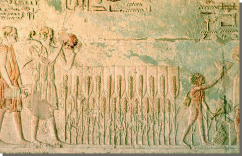 Afbeelding van graanteelt in het graf van Petosiris.